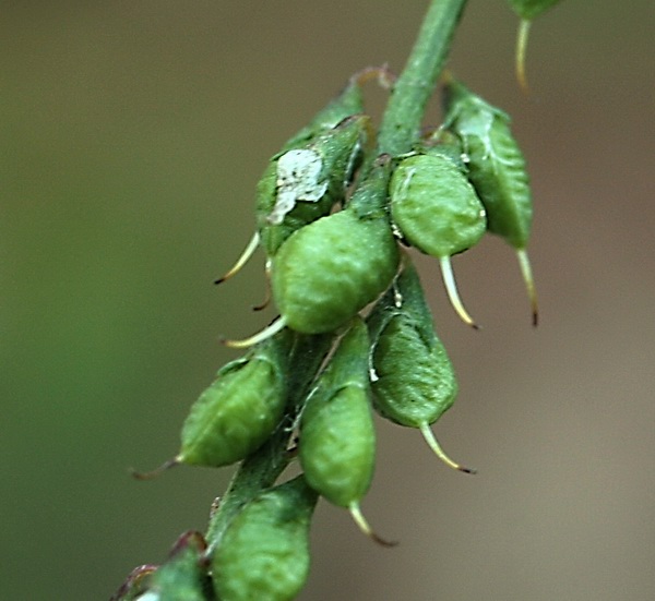 Trigonella alba (=Melilotus albus) / Meliloto bianco